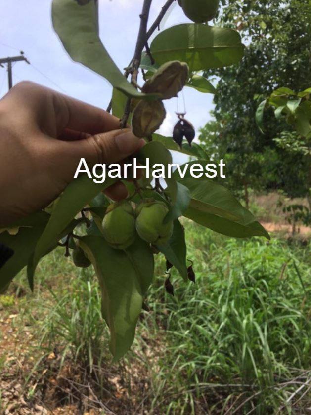 agarwood seeds